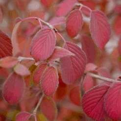 Steady Eddy™ Doublefile Viburnum -Florist Shop ViburnumSteadyEddyP1200090 800x800 35f2d0e