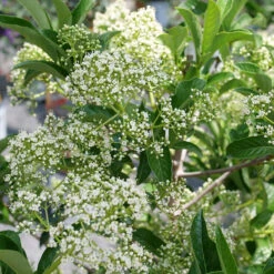 Yardline™ Viburnum -Florist Shop Viburnum Yardline P1225522b