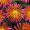 Ocean Sunset™ Orange Glow Ice Plant