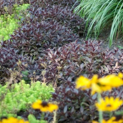 Midnight Wine Shine™ Weigela -Florist Shop Weigela Midnight Wine 3 P