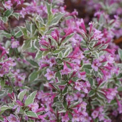 My Monet Purple Effect® Weigela -Florist Shop Weigela My Monet Purple Effect 3 P