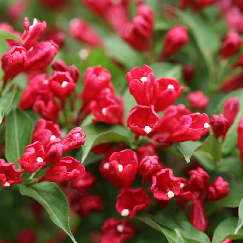 Sonic Bloom® Red Weigela 2 Sonic Bloom® Red Weigela - Image 2