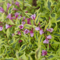 Bubbly Wine™ Weigela