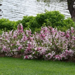 Czechmark Trilogy® Weigela -Florist Shop WeigelaCzechmarkTrilogyP1060922 800x800 2a9d56d