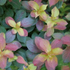Midnight Sun™ Weigela