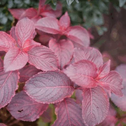 Midnight Sun™ Weigela -Florist Shop WeigelaMidnightSunP1117997 1080x1080 d3163c7