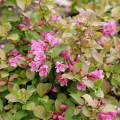 Midnight Sun™ Weigela -Florist Shop WeigelaMidnightSunP1184011 800x800 af8f5c9