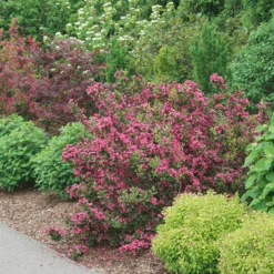 Sonic Bloom Punch™ Weigela 8 Sonic Bloom Punch™ Weigela -Florist Shop WeigelaSonicBloomPunchDSC06419 800x800 6296f1c