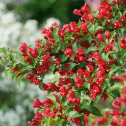 Sonic Bloom® Red Weigela 7 Sonic Bloom® Red Weigela -Florist Shop WeigelaSonicBloomRedDSC01971 800x800 7cb4b78