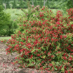 Sonic Bloom® Red Weigela 8 Sonic Bloom® Red Weigela -Florist Shop WeigelaSonicBloomRedIMG 9370 800x800 5a01884