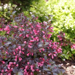 Very Fine Wine™ Weigela -Florist Shop WeigelaVeryFineWineP1162632 800x800 7a32969