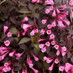 Very Fine Wine™ Weigela -Florist Shop WeigelaVeryFineWineP1173290 800x800 2d50814