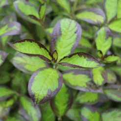 Vinho Verde® Weigela