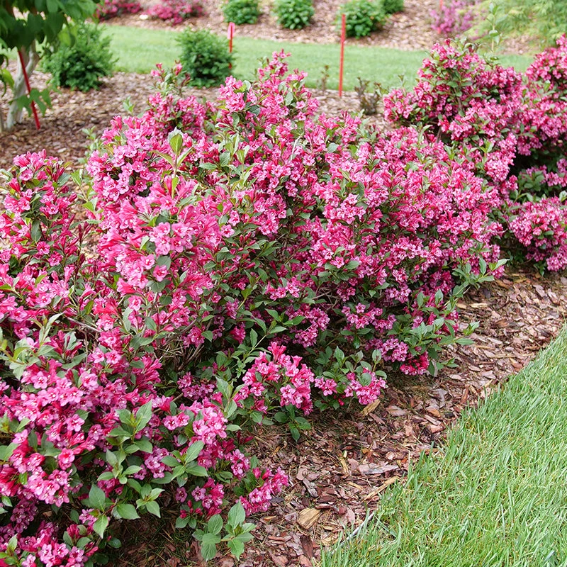 Sonic Bloom Punch™ Weigela 3 Sonic Bloom Punch™ Weigela - Image 3