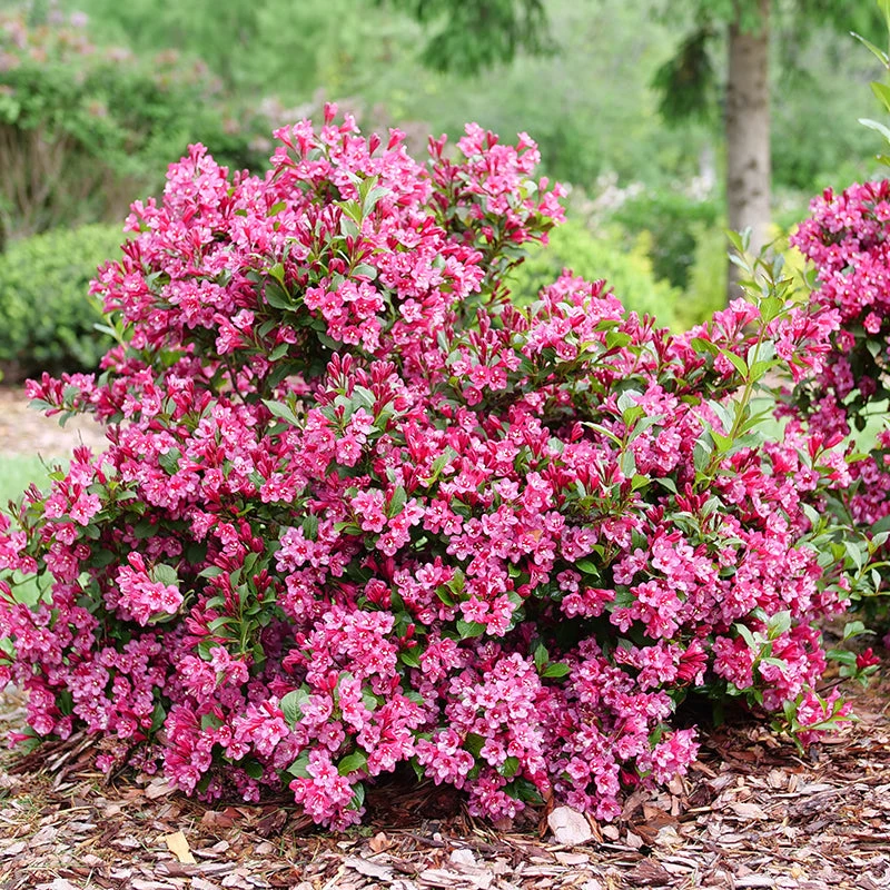 Sonic Bloom Punch™ Weigela 1 Sonic Bloom Punch™ Weigela