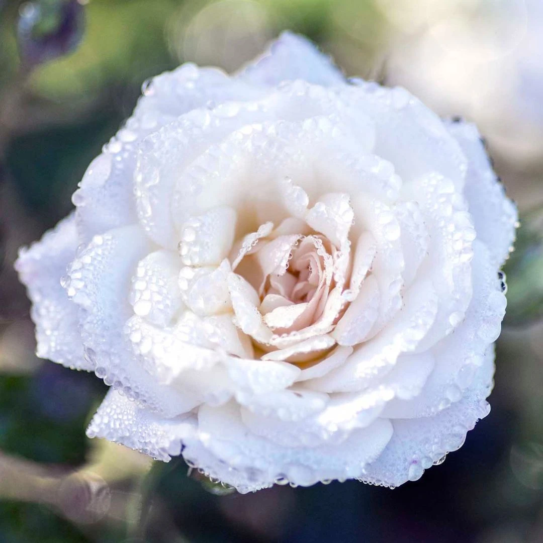 White Drift® Rose 1 White Drift® Rose
