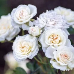 White Drift® Rose 5 White Drift® Rose -Florist Shop WhiteDrift Rose 3
