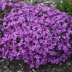 'Magenta Sprite' Hybrid Spring Phlox -Florist Shop a3a561a4ec62518a5b11e34186cf3056