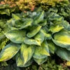'Brother Stefan' Hosta