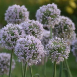 'Bobblehead' Allium