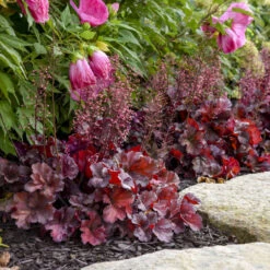 Primo® 'Mahogany Monster' Coral Bells -Florist Shop a7cddb4016d96a7b92c795de587aaf69