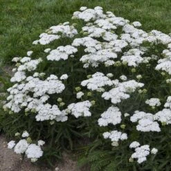 'Firefly Diamond' Yarrow