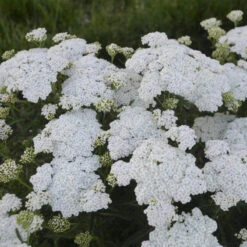 'Firefly Diamond' Yarrow -Florist Shop achillea firefly diamond yarrow 2 sw