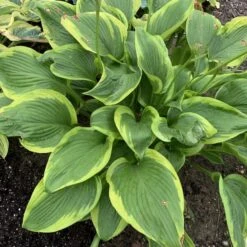 Shadowland® 'Lone Star' Hosta -Florist Shop adf534505a6fa203ffe8e4351850b130