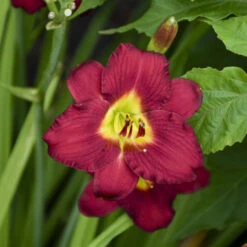 'Pardon Me' Daylily 6 'Pardon Me' Daylily -Florist Shop aec67857338f32b0b78ea7cd5cb76e30