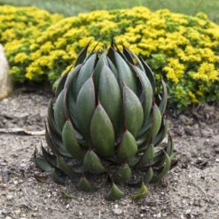 Mad About Mangave® 'Praying Hands' Mangave -Florist Shop afbb6542cb79ae203ddfc72e4d86b703