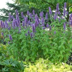 'Blue Boa' Hummingbird Mint -Florist Shop agastache blue boa 3 029cfbf5 6258 4ea5 a35f 3b9fed44be96 sw