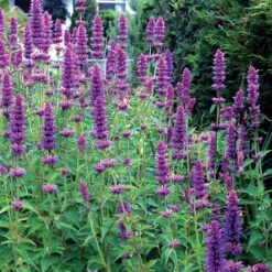 'Blue Boa' Hummingbird Mint -Florist Shop agastache blue boa 4 b931e810 6f31 48ec a96b ffabeb9ae4c4 sw
