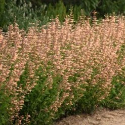 Meant To Bee™ Queen Nectarine Hummingbird Mint 8 Meant To Bee™ Queen Nectarine Hummingbird Mint -Florist Shop agastache queen nectarine