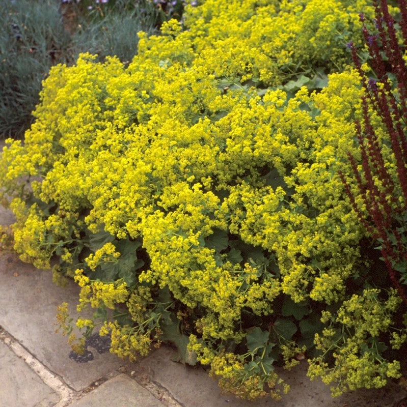 Lady's Mantle 2 Lady's Mantle - Image 2