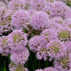 'Millenium' Allium -Florist Shop allium millenium 2