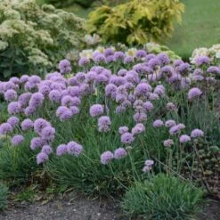 'Blue Eddy' Allium