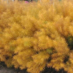 Threadleaf Bluestar 13 Threadleaf Bluestar -Florist Shop amsonia hubrichtii bluestar 2