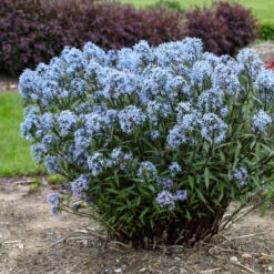 'Storm Cloud' Bluestar -Florist Shop amsonia tabernaemontana storm cloud bluestar 2