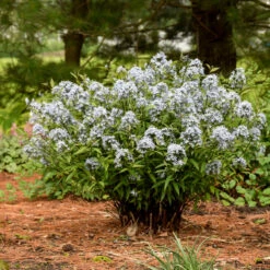 'Storm Cloud' Bluestar -Florist Shop amsonia tabernaemontana storm cloud bluestar 3