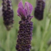 Anouk Supreme Spanish Lavender