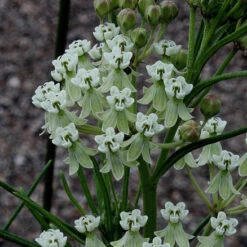 Whorled Milkweed 6 Whorled Milkweed -Florist Shop asclepias verticillata whorled milkweed 6