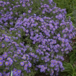 Kickin® 'Lilac Blue' New England Aster -Florist Shop aster kickin lilac blue 3