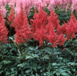 Red Astilbe -Florist Shop astilbe fanal red false spirea 4