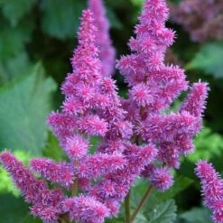'Visions' Astilbe 7 'Visions' Astilbe -Florist Shop astilbe visions false spirea 1