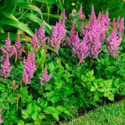 'Visions' Astilbe 8 'Visions' Astilbe -Florist Shop astilbe visions false spirea 2
