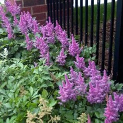 'Visions' Astilbe 9 'Visions' Astilbe -Florist Shop astilbe visions false spirea 3