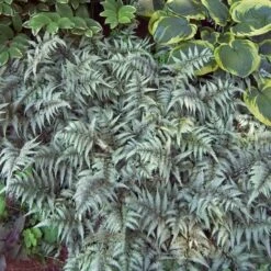 Japanese Painted Fern -Florist Shop athyrium nipponicum pictum 3