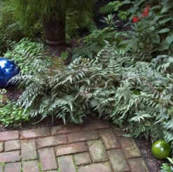 Front Page -Florist Shop athyrium nipponicum pictum 4