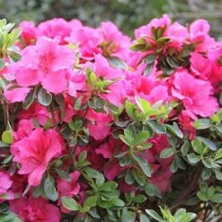 Bloom-A-Thon® Hot Pink Reblooming Azalea