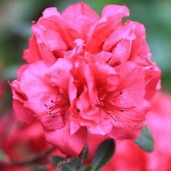 Bloom-A-Thon® Red Reblooming Azalea -Florist Shop azalea bloom a thon red 2 P a3a650ef 60b6 43d6 8922 c6627ee661cd sw